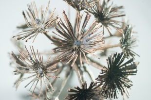Neben einem Preisgeld gibt es auch die Trophäe "Pusteblume" zu gewinnen. (Foto: Dieter Kahnert / SMGI)